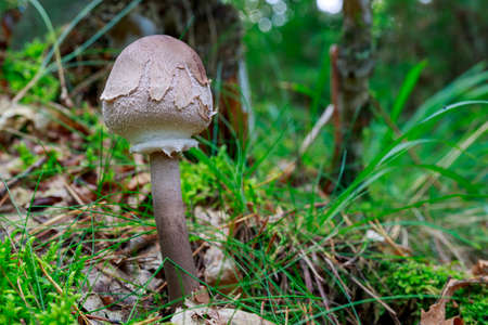 Poisonous mushrooms growing in a coniferous forest. Colorful toadstools in the grass. Autumn season.の写真素材