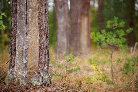 Old pine trunks damaged by resin extraction. Coniferous forest stand in Central Europe. Autumn season.の写真素材
