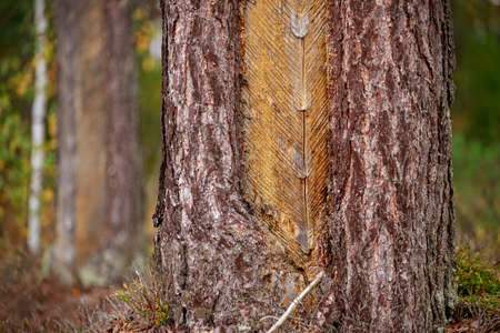 Old pine trunks damaged by resin extraction. Coniferous forest stand in Central Europe. Autumn season.の写真素材