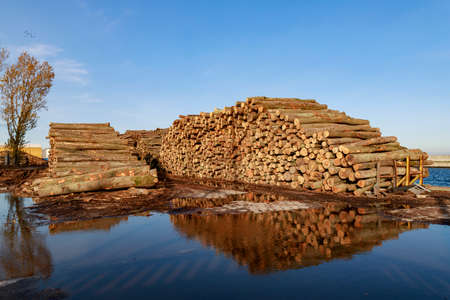 A pile of hardwood piled in the harbor. Wood ready for loading. Autumn season.の写真素材