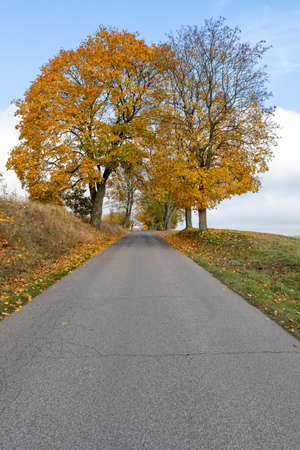 Asphalt road leading between trees. Deciduous trees growing by the road. Autumn season.の写真素材