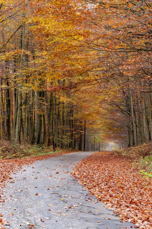 A road leading through a deciduous forest. Leaves fall from tall trees. Autumn season.の写真素材