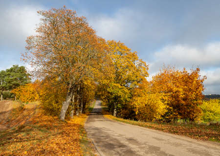 A road leading through a deciduous forest. Leaves fall from tall trees. Autumn season.の写真素材