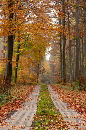 A road leading through a deciduous forest. Leaves fall from tall trees. Autumn season.の写真素材