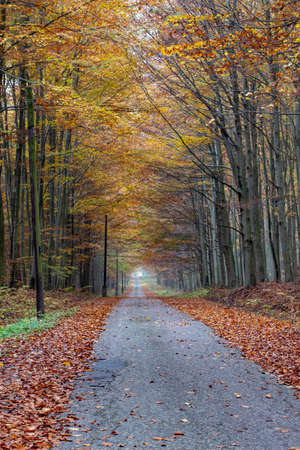 A road leading through a deciduous forest. Leaves fall from tall trees. Autumn season.の写真素材