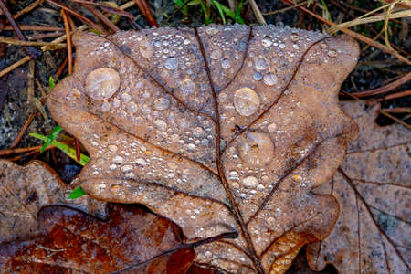 Water drops on an oak tree leaf. Morning dew on old leaves. Autumn season.の写真素材