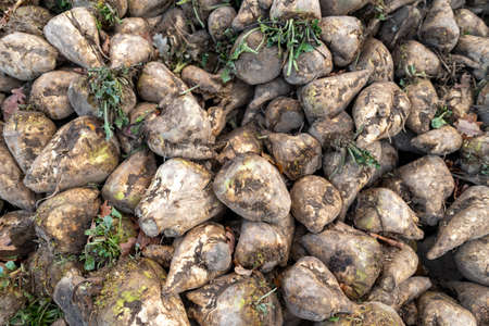 A pile of sugar beet on the field. Harvest harvested from the field in autumn, prepared for export. Autumn season.の写真素材
