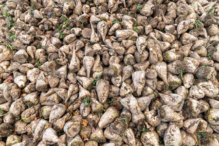 A pile of sugar beet on the field. Harvest harvested from the field in autumn, prepared for export. Autumn season.の写真素材