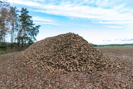 A pile of sugar beet heaped over the field. Harvest harvested from the field in autumn, prepared for export. Autumn season.の写真素材