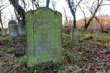 Jastrowie, wielkopolskie / Poland - November, 20, 2020: Old Jewish Cemetery. Matzevot among forest thickets. Autumn season.のeditorial素材