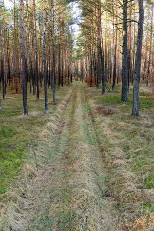A dirt road leading through a coniferous forest. A track for vehicles leading between trees. Autumn season.の写真素材