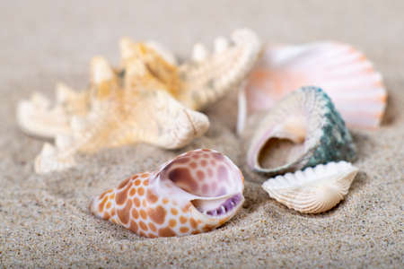Shells stacked on sea sand. Fossils of marine animals on the beach. Summer season.