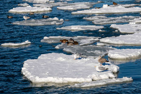 Wild birds perched on a piece of ice floating on the surface of the water Coastal sea birds. Winter season.の写真素材