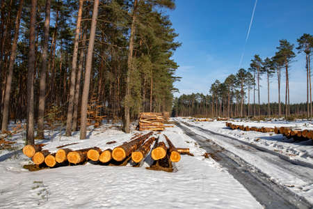 Logs of wood covered with a thick layer of snow. Deforestation in Central Europe. Winter season.
