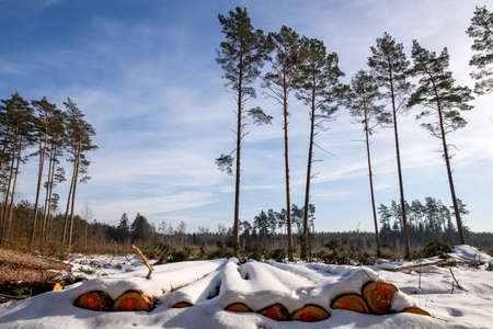 Logs of wood covered with a thick layer of snow. Deforestation in Central Europe. Winter season.
