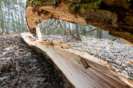 A broken trunk of an old tree. Old tree felled by a large gale. Spring season.