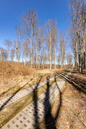 Concrete road leading through a coniferous forest. A track for vehicles leading between trees. Spring season.の写真素材