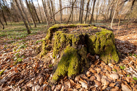 Deciduous tree trunk covered with moss. Old tree limbs in Central Europe. Spring season.の写真素材