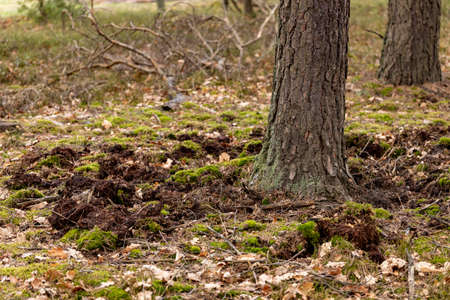 Traces of wild boar on a forest road. The place where the pack of wild boars stay in the forest....