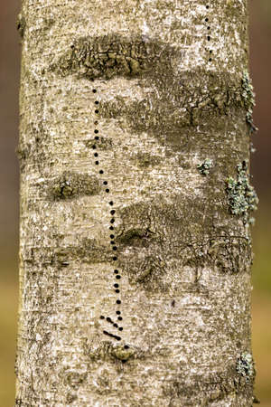 Tree trunk infested with bark beetles. Rotten coniferous wood. Spring season.の写真素材