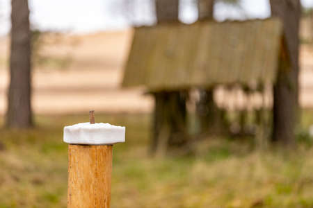 Salt lick for animals. Feeding place for wild game. Spring season.の写真素材