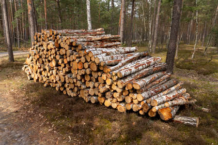 A pile of wood arranged along a forest road. Wood prepared for export. Spring season.の写真素材