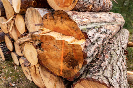 Logs of pine wood stacked. A cross-section of a raw, freshly cut wood log. Spring season.の写真素材