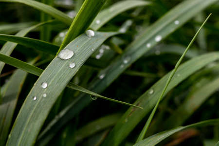 Water drops on blades of grass. Morning dew on plants. Spring season.の写真素材