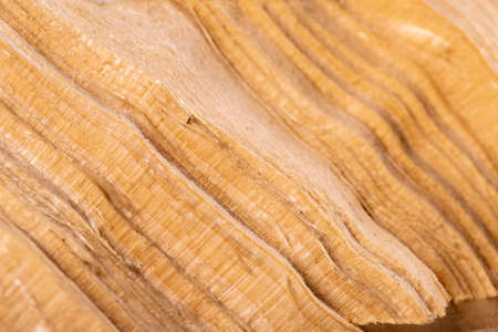 Cross section of a piece of pine wood. Wood grain visible in cross section. Light background.の写真素材