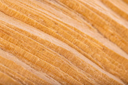 Cross section of a piece of pine wood. Wood grain visible in cross section. Light background.の写真素材