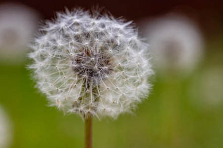 Dandelion growing in the meadow. A plant whose seeds are carried by the wind. Spring season.の写真素材