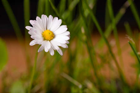 Little daisy growing in the grass in the meadow. A small flower with white petals. Spring season.の写真素材