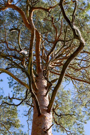 View of thick pine branches. The trunk, branches and crown of a large coniferous tree. Summer season.の写真素材