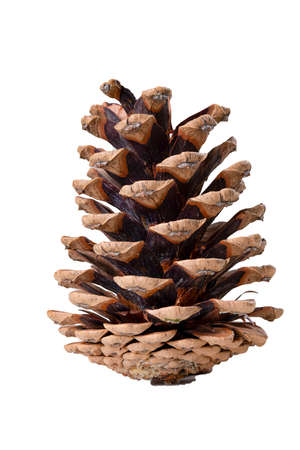 Dry cone of a coniferous tree. Spore-bearing ear without seeds. Isolated background.の写真素材