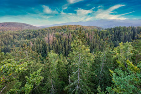 View of the treetops of trees growing in mountainous terrain. Autumn season.
