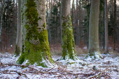 Trunks of old deciduous trees covered with moss. Winter season.の写真素材