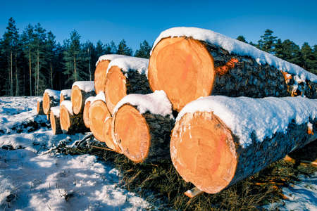 Logs of wood covered with snow against the background of a blue cloudless sky.の写真素材
