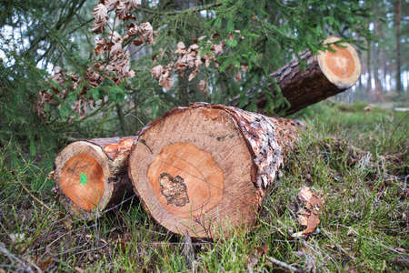 The logs were laid on litter in a coniferous forest. Spring season.