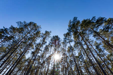 Coniferous branches against the sunny sky. Spring season.の写真素材