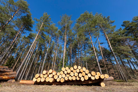 Softwood logs prepared for transport from the forest. Spring season.