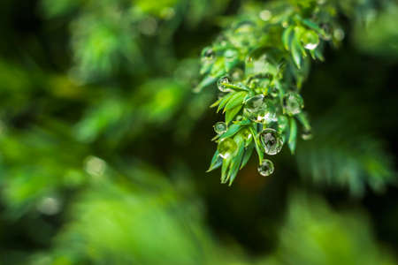 Super macro green plant with a drop from the rain, gentle focus. Blurred background with natural...