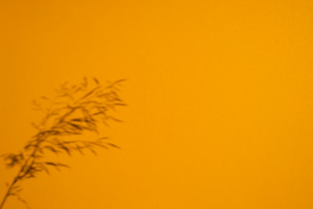 Trending concept in natural materials with plant shadow on orange. Presentation Presentation with...