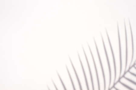 Trending concept in natural materials with palm leaves shadow on white background. Presentation with daylight. Natural blurred shade. Summer sunlight from herb. Abstract beautiful backdrop for text or advertising.の写真素材