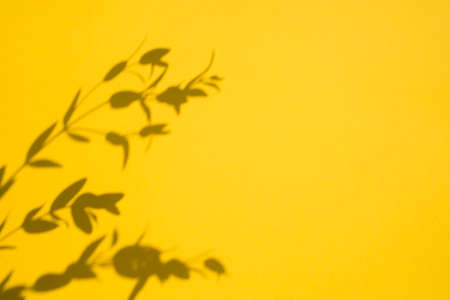 Trending concept in natural materials with plant shadow on yellow background. Presentation with daylight. Natural blurred shade. Summer sunlight from herb. Abstract beautiful backdrop for text or advertising.の写真素材