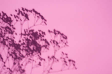 Trending concept in natural materials with plant shadow on pink background. Presentation with daylight. Natural blurred shade. Summer sunlight from herb. Abstract beautiful backdrop for text or advertising.の写真素材