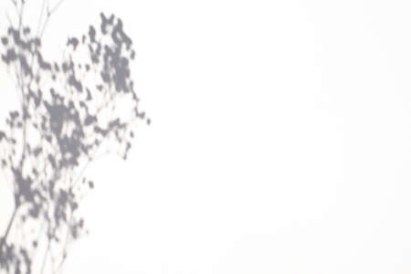 Trending concept in natural materials with plant shadow on white background. Presentation with daylight. Natural blurred shade. Summer sunlight from herb. Abstract beautiful backdrop for text or advertising.の写真素材