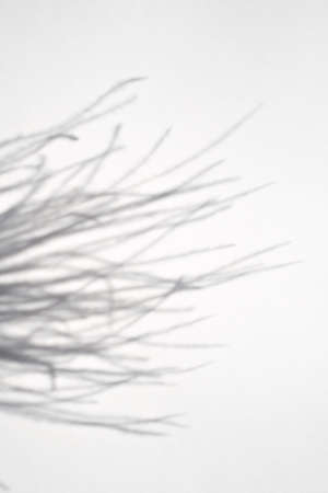 Trending concept in natural materials with plant shadow on white background. Presentation with daylight. Natural blurred shade. Summer sunlight from herb. Abstract backdrop for text or advertising.の写真素材