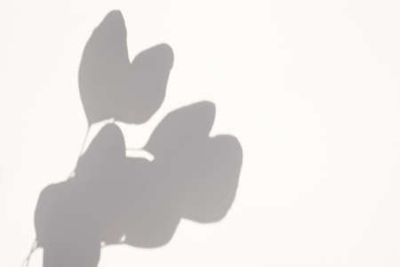 Trending concept in natural materials with eucalyptus leaves shadows on white background. Presentation with daylight. Natural blurred shade. Abstract beautiful backdrop for text or advertising.の写真素材