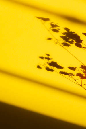 Trending concept in natural materials with plant shadow on orange. Presentation with daylight....