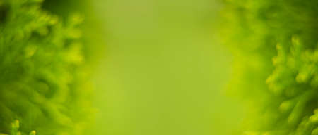 Blurred abstract background of green tree branch. Abstract beautiful backdrop for text or...